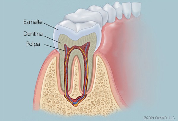 Novo ‘biomaterial’ promete curar dentes danificados de dentro para fora