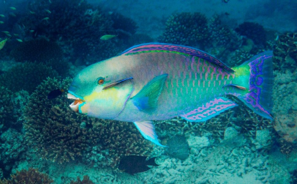 Dente do peixe papagaio pode tocar na nova era de desenvolvimento de biomaterial